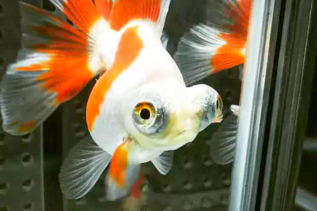白赤金魚
