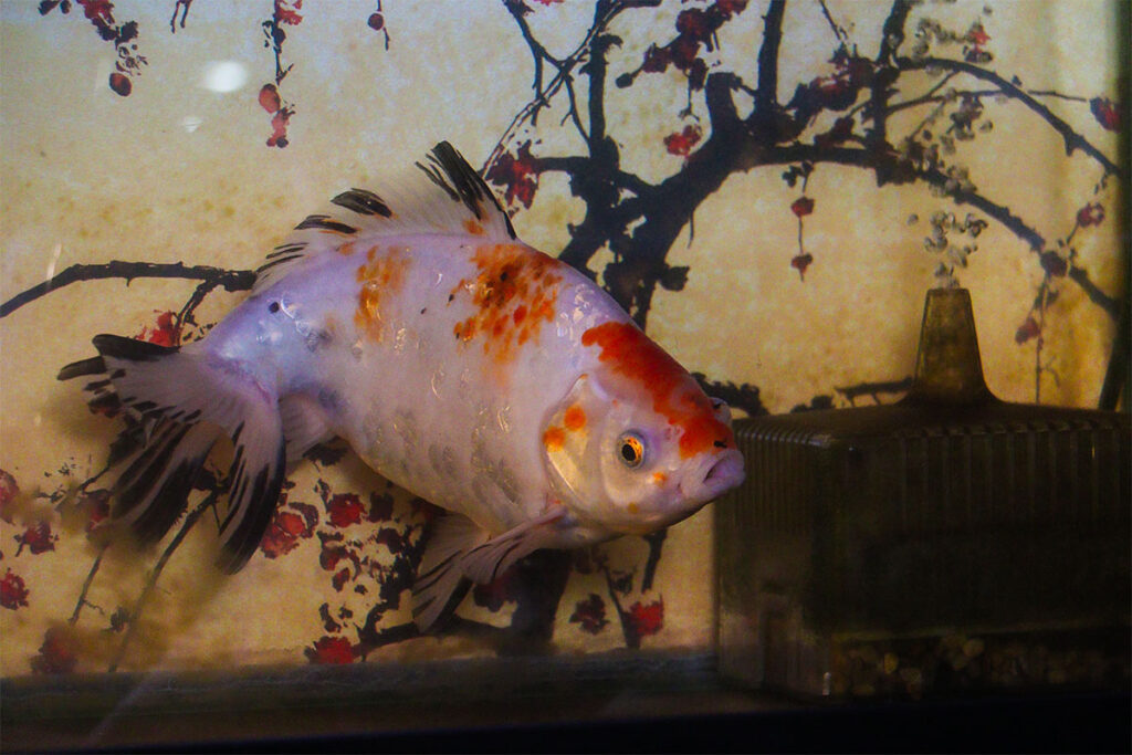 紅白金の金魚