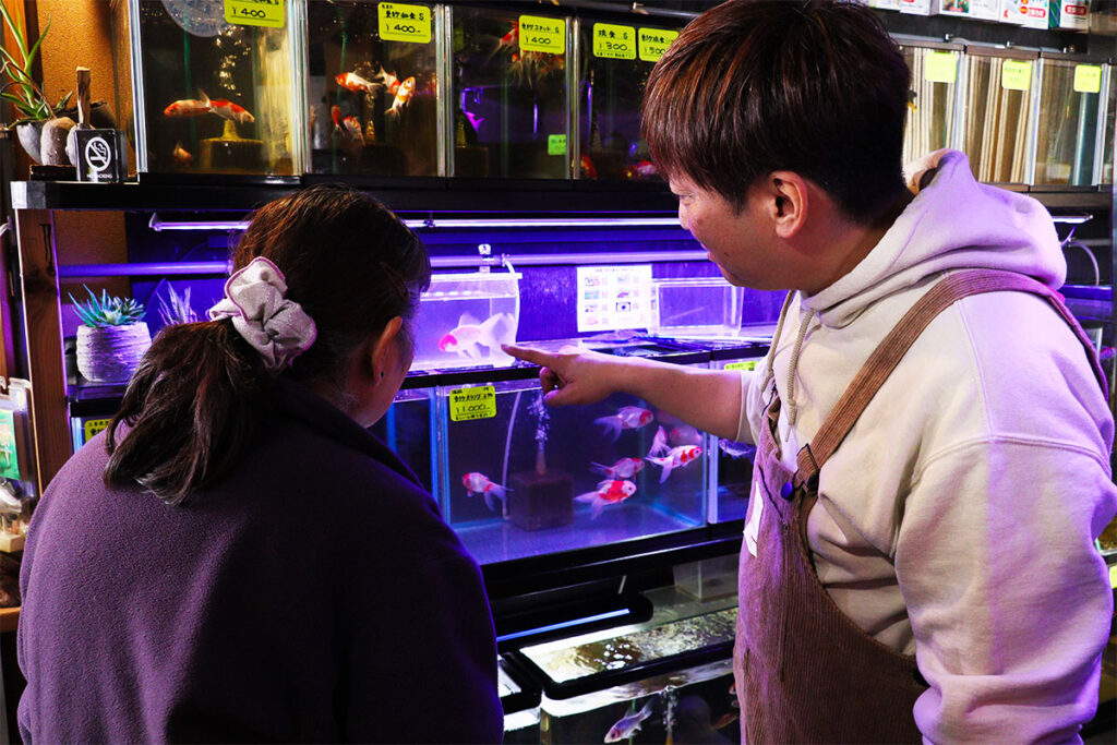 金魚の観察