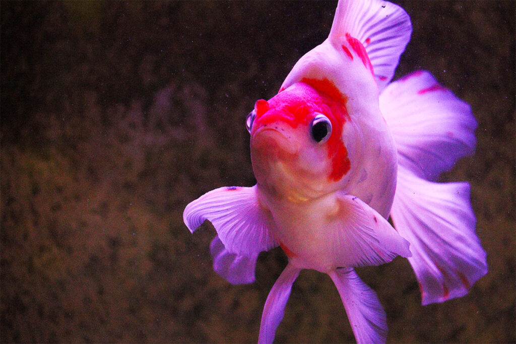 紅白の金魚