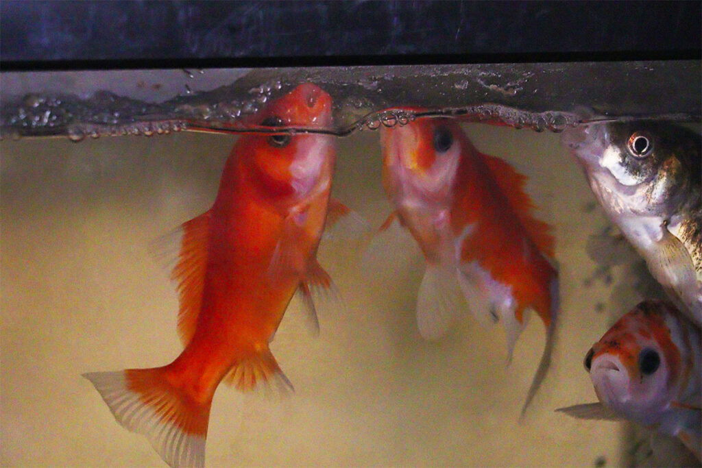 餌を食べる金魚