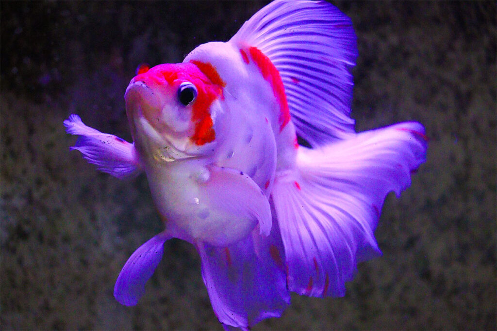 紅白の金魚が泳いでいる様子