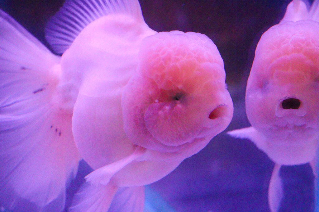鏡に映る金魚