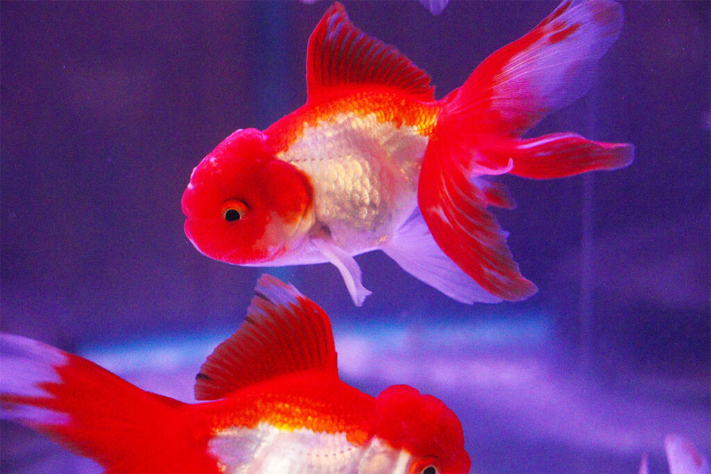紅白の金魚