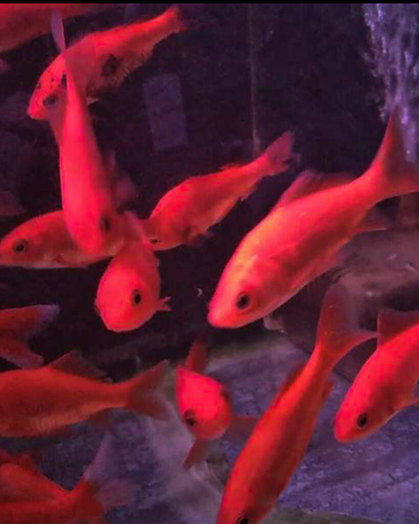 複数の赤い金魚