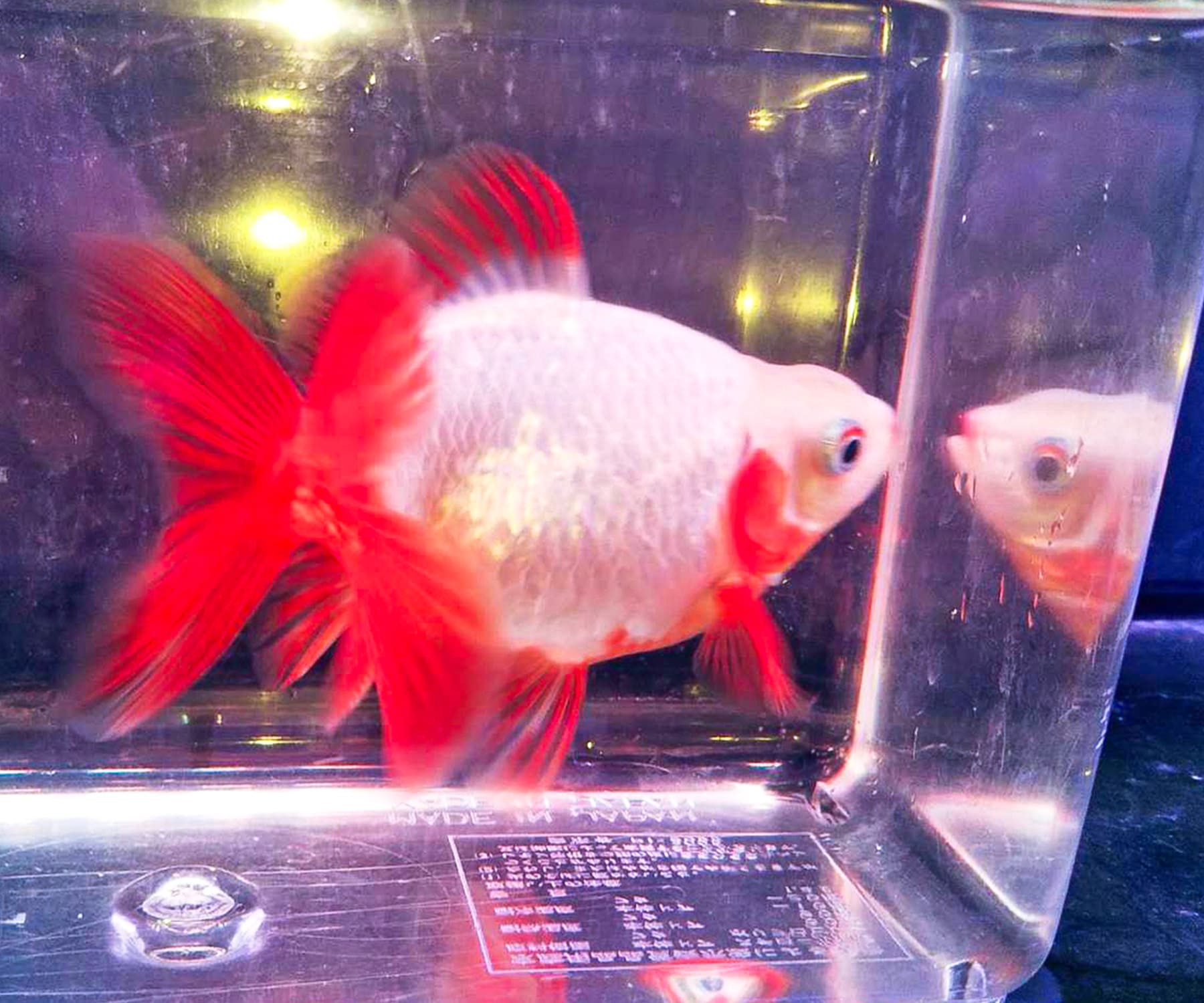 愛好家産金魚