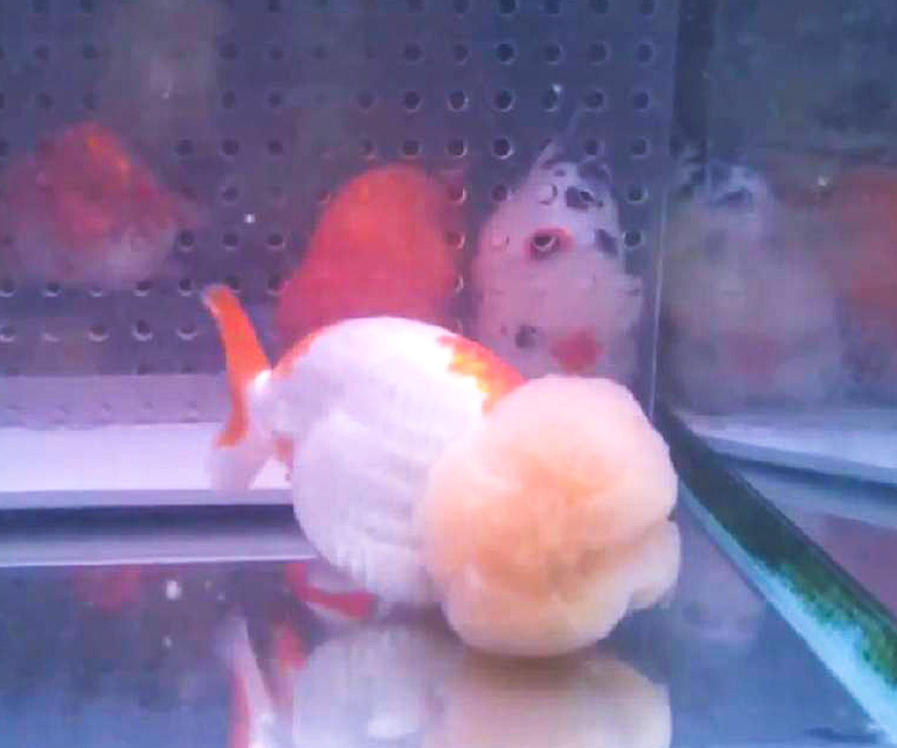 中国産金魚
