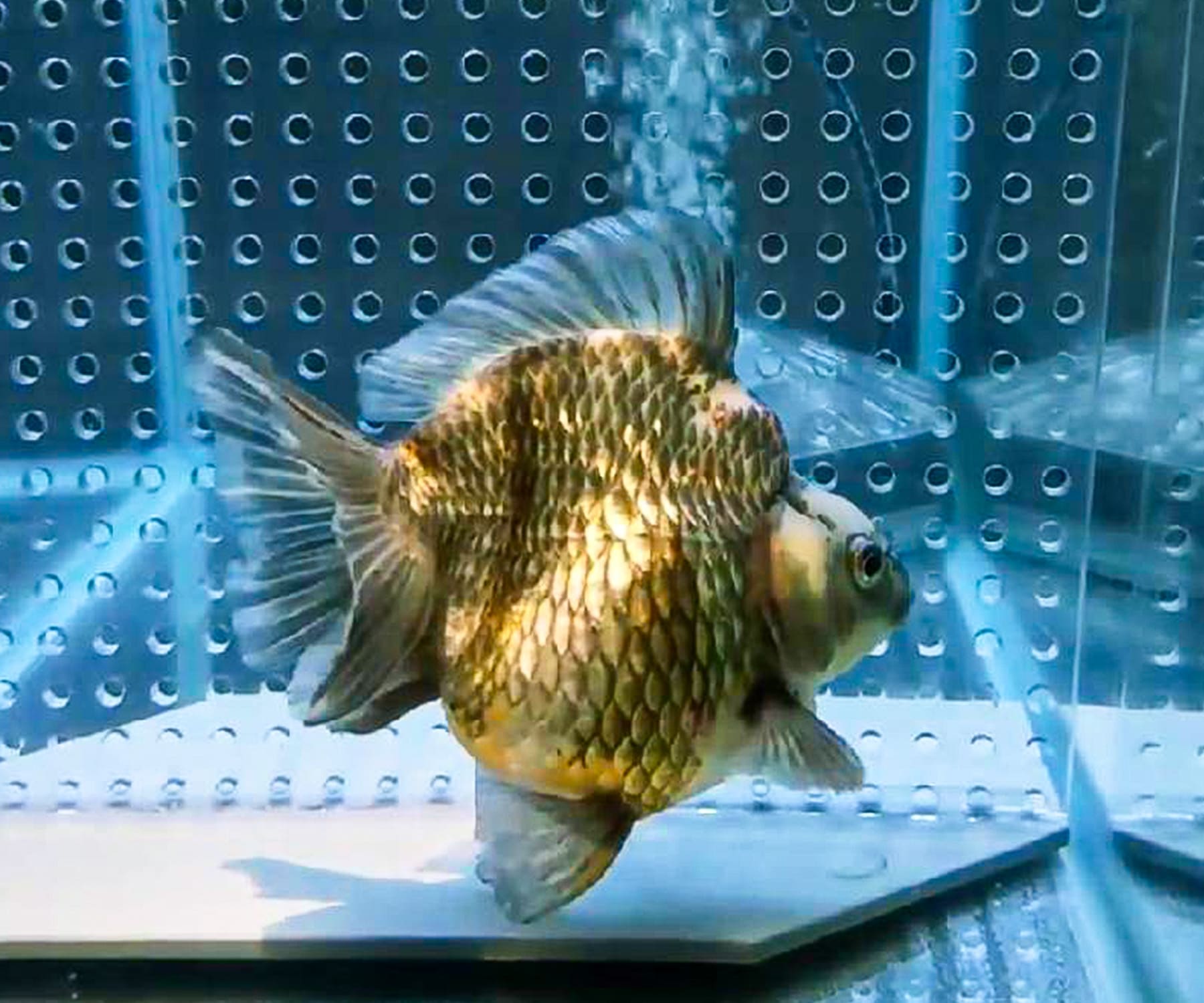 インドネシア産金魚