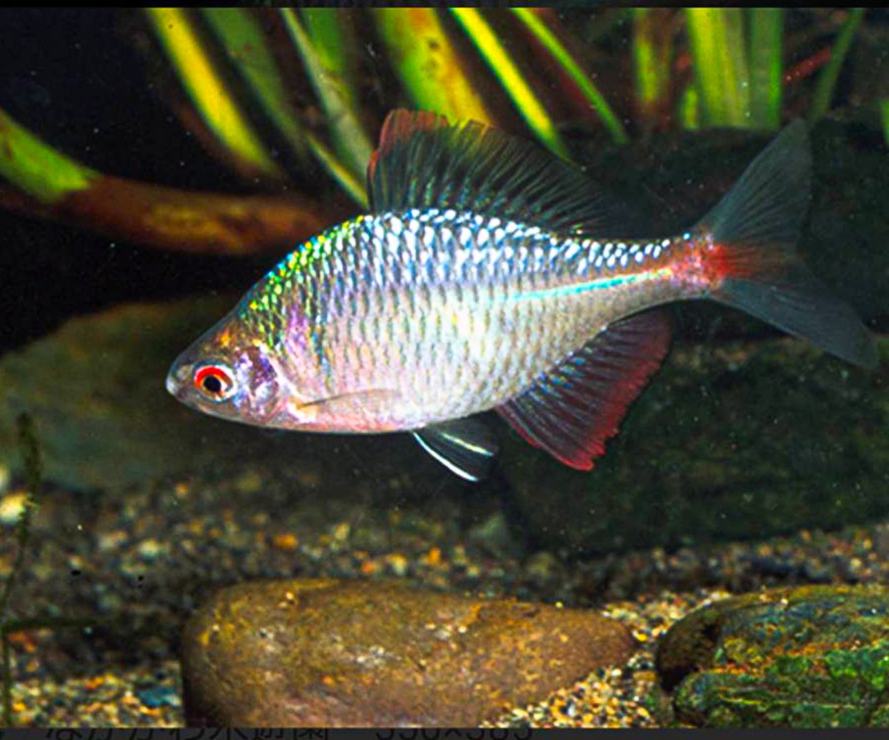 川魚