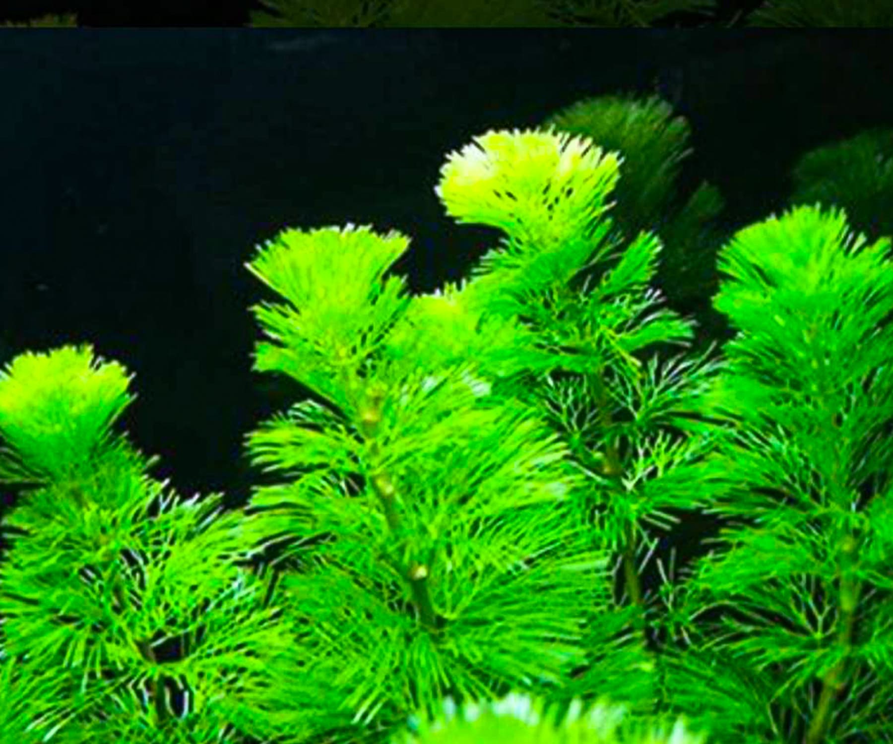 水草
