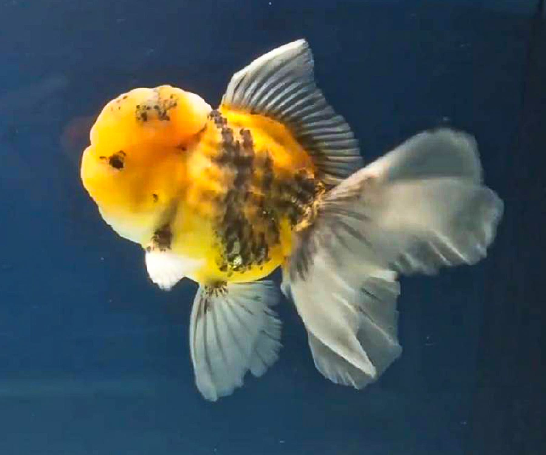 タイ産金魚
